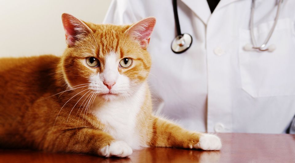 adorable orange and white cat at the vet