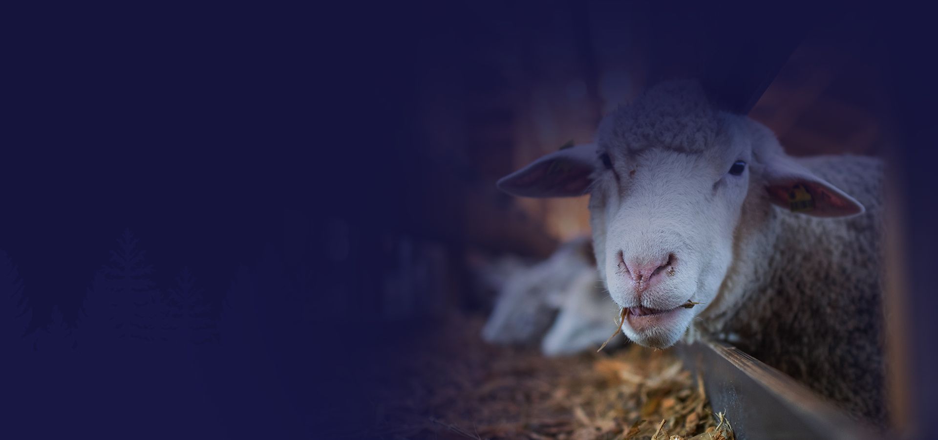 beautiful sheep eating and looking at the camera
