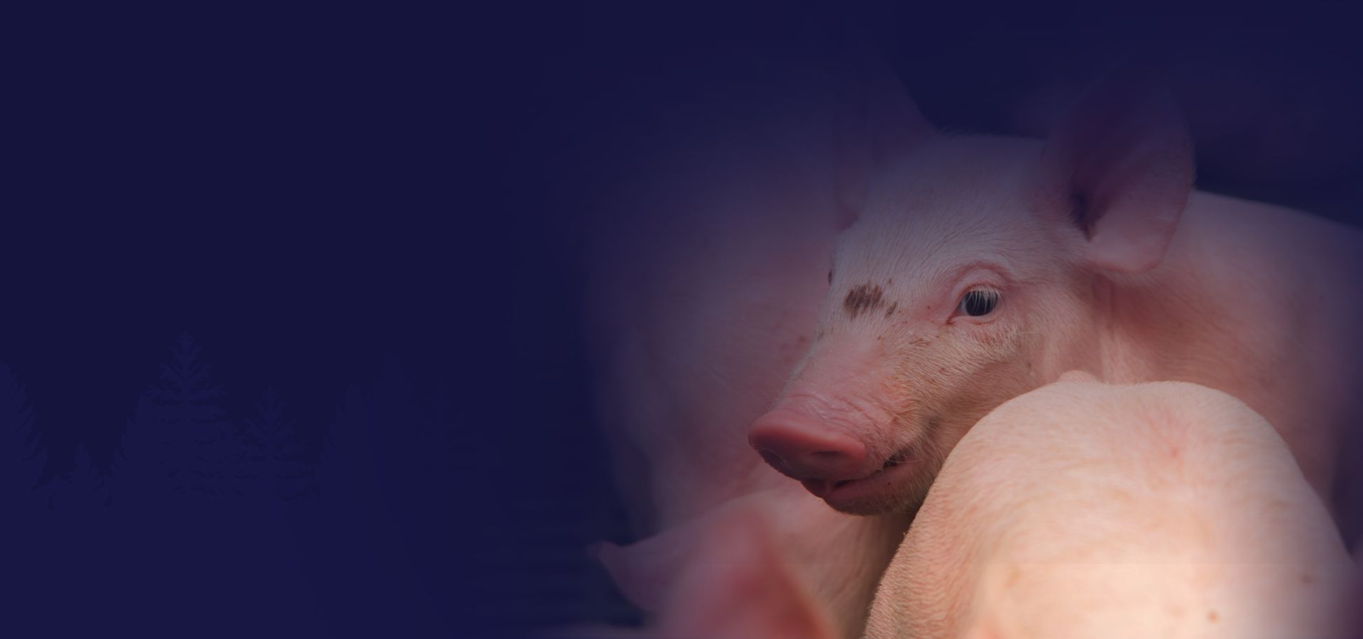 group of pink piglets